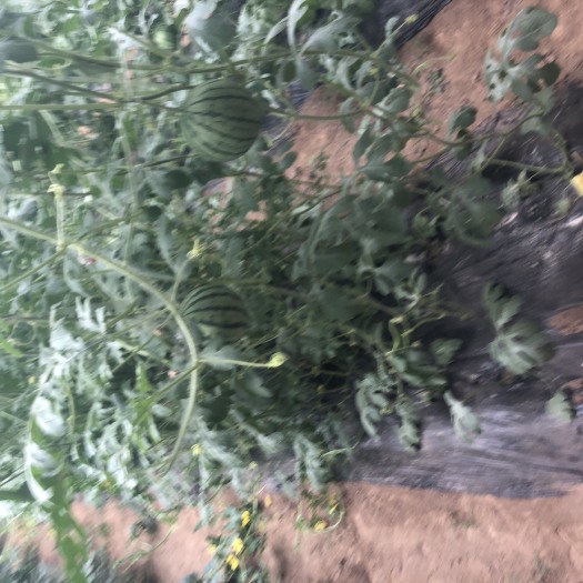鄄城县彩虹西瓜 彩虹