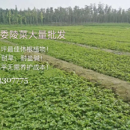 唐山委陵菜 唐山吉祥苗圃出售各种绿化苗木