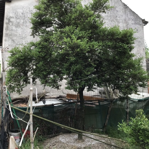 桐乡市 黄杨树