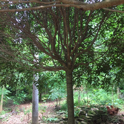 井研县桂花树