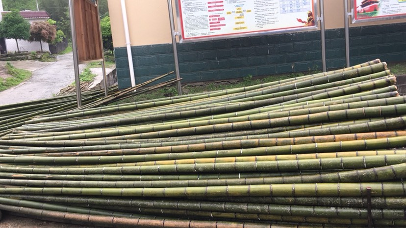 全州县莱架竹 菜架竹