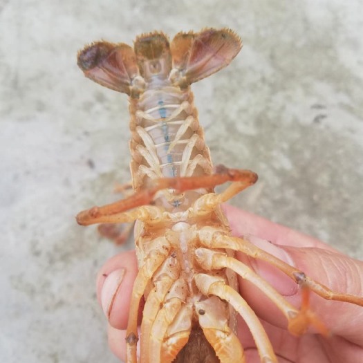 重庆市 小龙虾