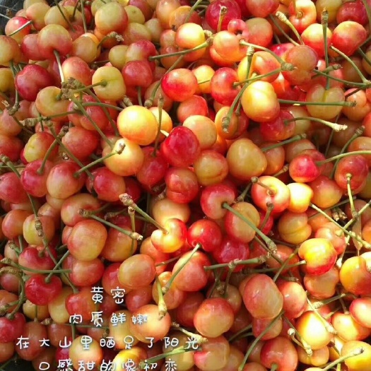 泰安大樱桃 12-15g 20-22mm