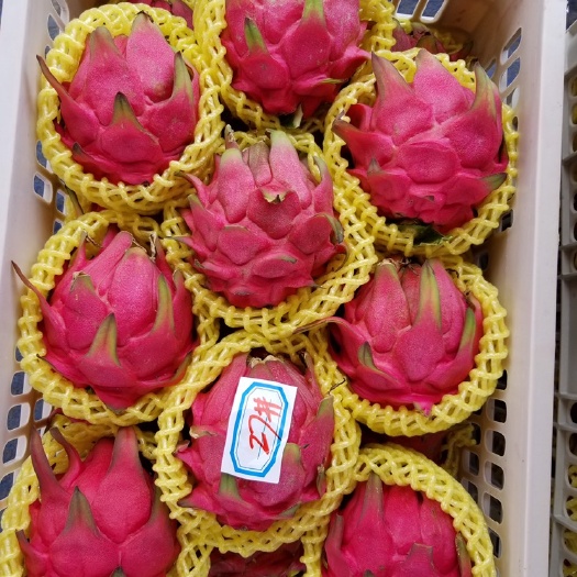 遂溪县 广东湛江，超甜红心火龙果