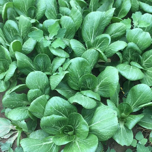 香河县北方小油菜 1~2两