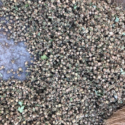歙县 黄山覆盆子干货