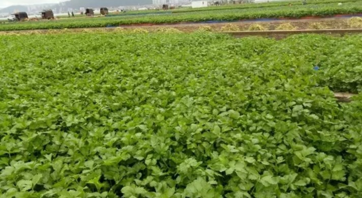 通海县山芹  香芹