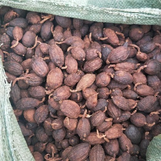 马关县草果 大量供应干和鲜果