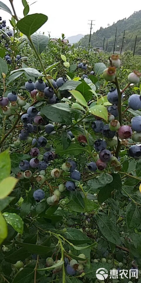 矮丛蓝莓 10 - 12mm以上 鲜果