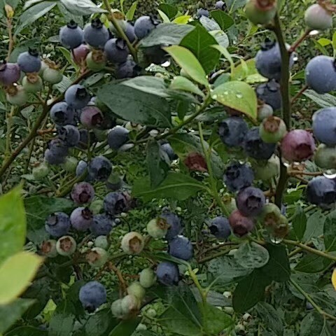 矮丛蓝莓 10 - 12mm以上 鲜果