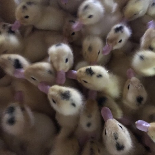 南宁 一点头鸭苗