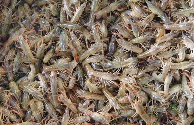 桂林 桂林小龙虾苗批发