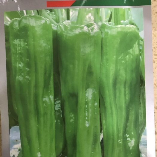 临沂薄皮辣椒种子 杂交种 ≥85%
