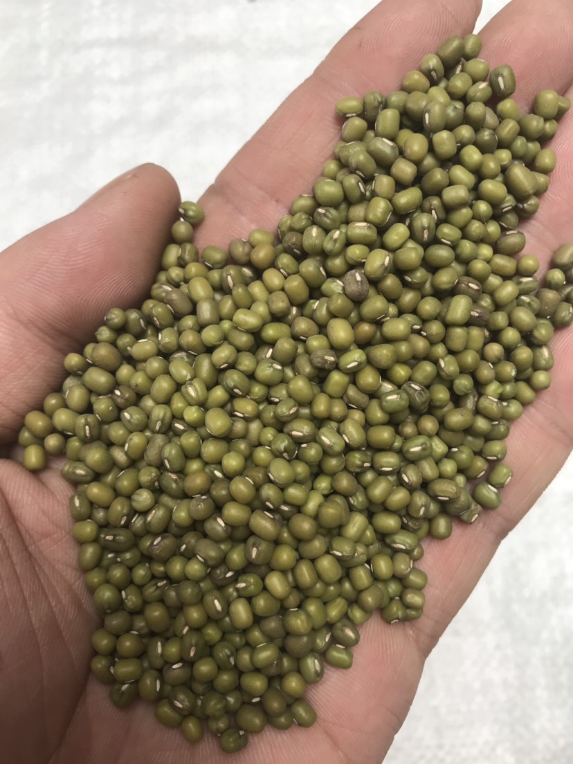 绿芽豆  小绿豆芽豆  绿豆芽种子小珍珠绿豆 绿豆芽苗菜种子