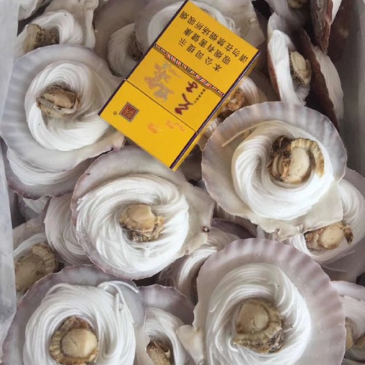 成都渤海扇贝 9-10粉丝贝