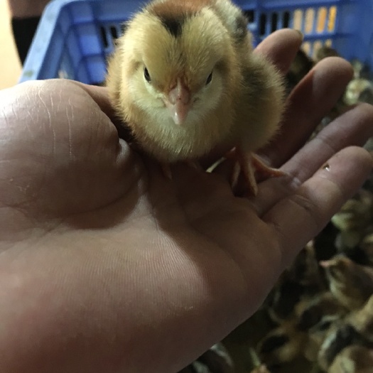 南宁 清远麻鸡苗