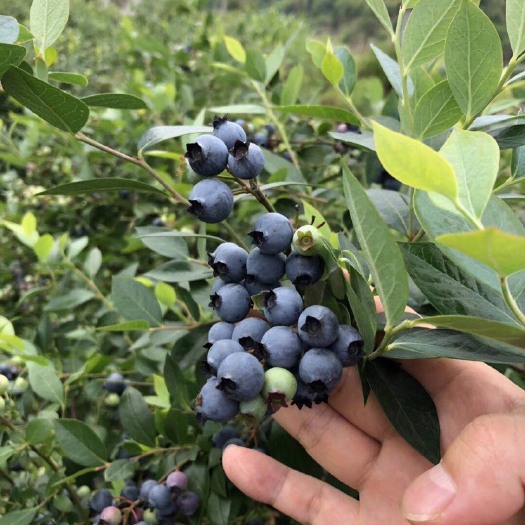 矮丛蓝莓 10 - 12mm以上 鲜果