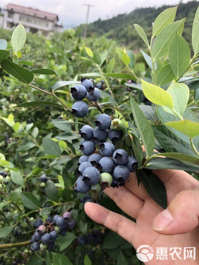 矮丛蓝莓 10 - 12mm以上 鲜果