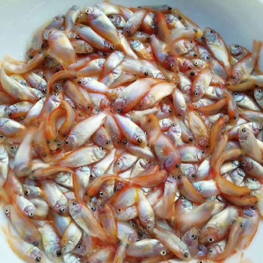广州 彩虹雕鱼苗 红罗非鱼苗