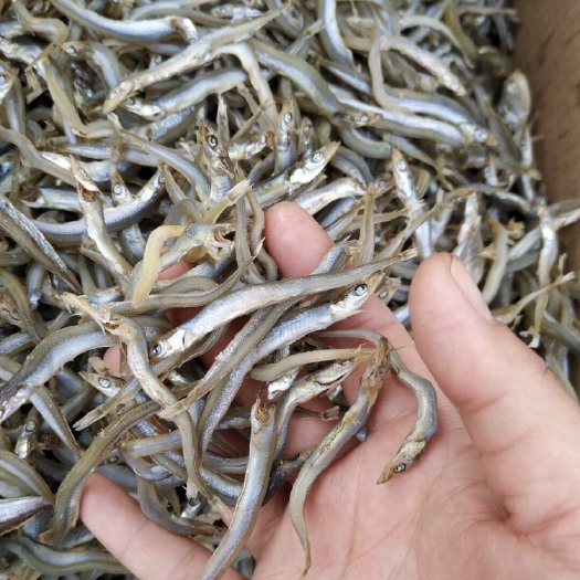 滨州 面条鱼，银针鱼