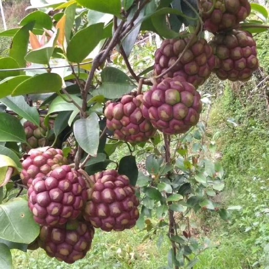 灵山县 黑老虎苗