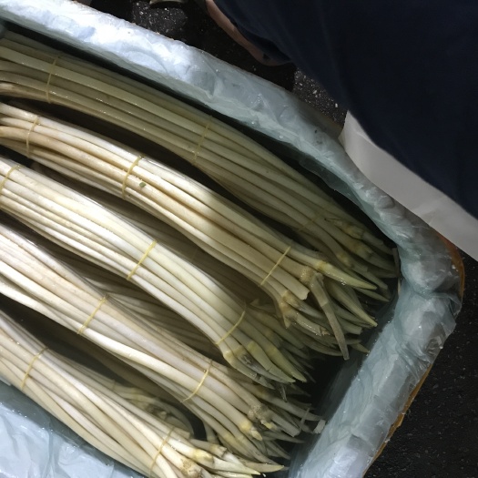 广州洪湖藕带 物廉价美