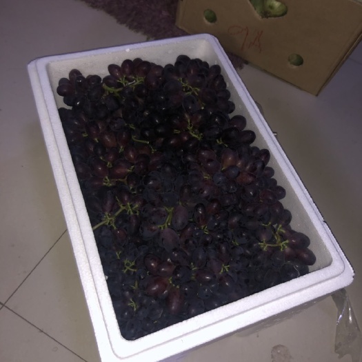 乐亭县 黑芭拉多葡萄