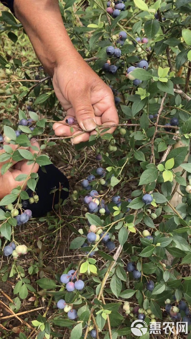 矮丛蓝莓 10 - 12mm以上 鲜果