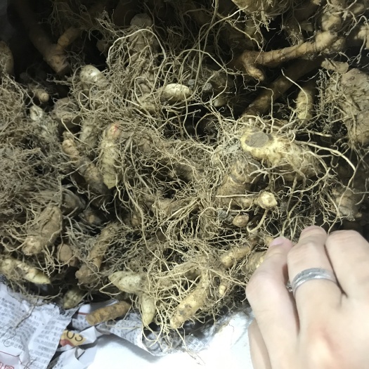 广州湘玉竹 。  滋阴
