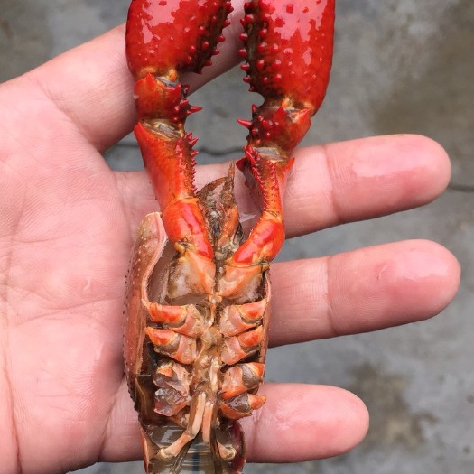 潜江市潜江小龙虾 稻田虾 4-6钱