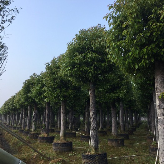 益阳 供应15至20公分的香樟5000棵