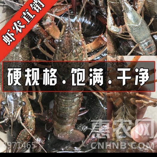 无锡清水小龙虾 稻田虾 4-6钱