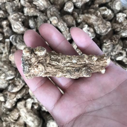 玉林 当归头 无硫 纯正货 大量有货