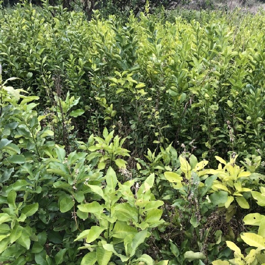 阳朔县三红蜜柚苗 场地处理一批地痉1公分以上密柚苗