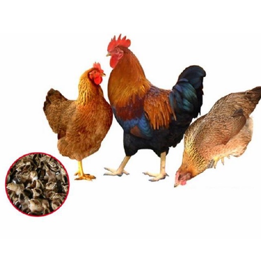 南宁 清远麻土鸡苗