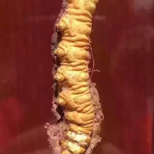西宁青藏高原 冬虫夏草