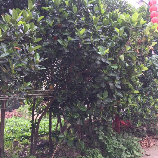 南安市 菠萝蜜苗便宜卖，七年大苗
