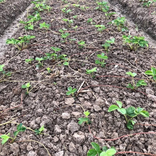 南通红颜草莓苗 10~20公分 地栽苗 2019秋季红颜苗