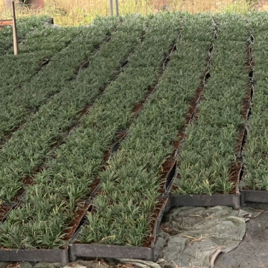 佛山玉龙草