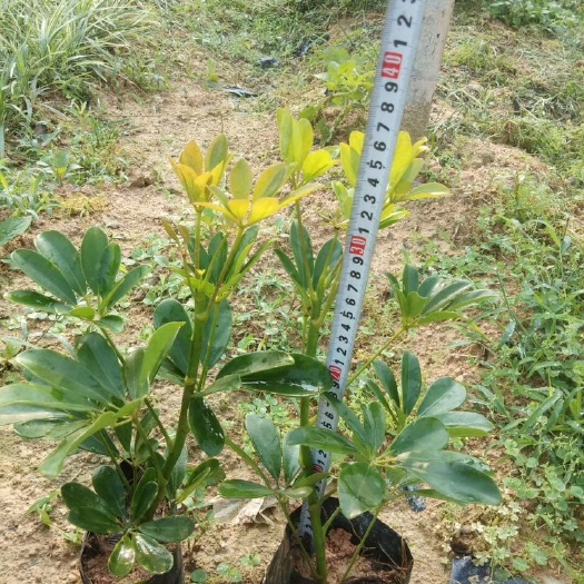 漳州鸭脚木