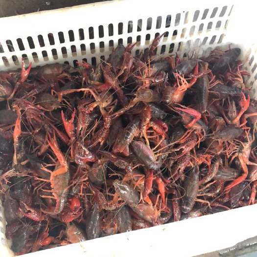兴化市 兴化本地小龙虾！饱满有弹性！物美价廉！