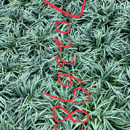 佛山玉龙草