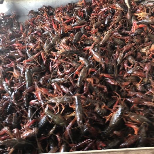 兴化市 本地小龙虾！肉质饱满！有弹性！
