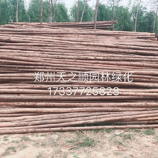 新郑市 杉木 杉木干 支撑树 支撑杆 草绳 竹竿 支撑架批发绿化支撑