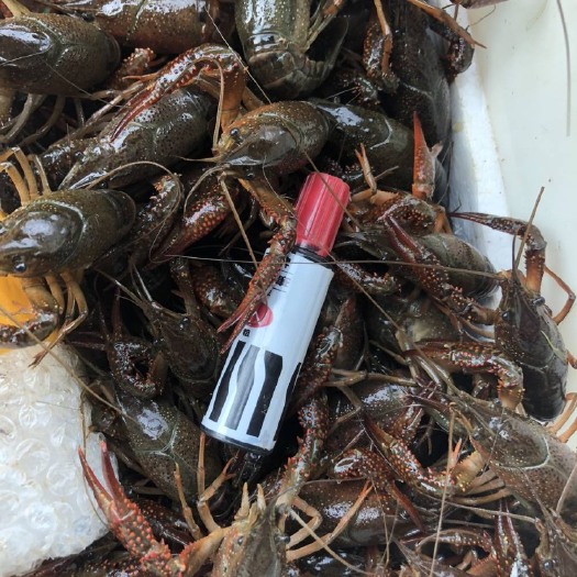 岳阳 洞庭湖清水小龙虾，底板干净，肉质鲜嫩，