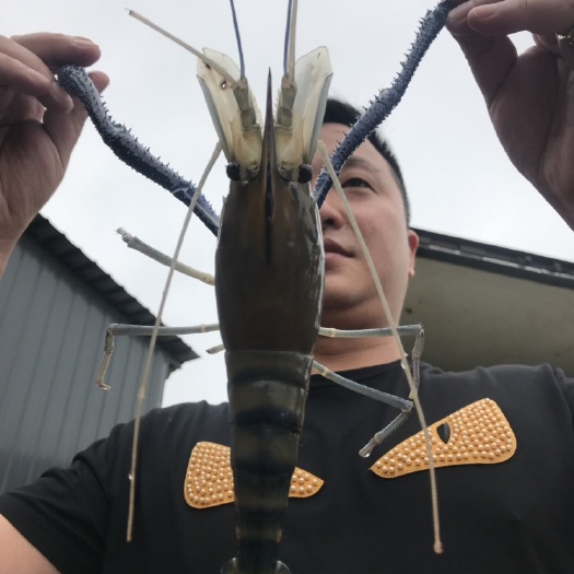 湖州 南太湖二号罗氏沼虾苗淡化沼虾苗种