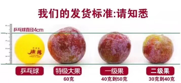 信宜市 钱排三华李