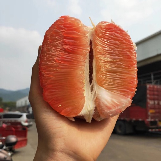 宁明县泰国青柚苗  越南翡翠青柚