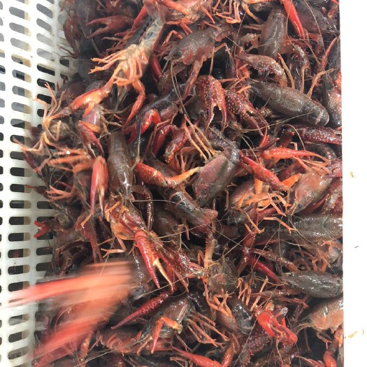 兴化市 爆款小龙虾！超级好吃的龙虾！