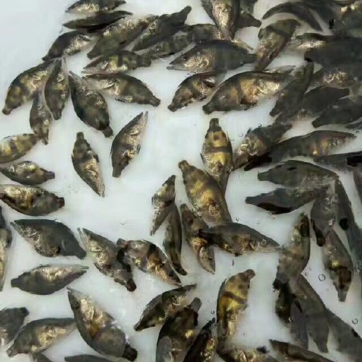 中山市桂鱼苗 桂花鱼